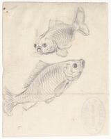 KT 2009 028-371
<br/>
Twee karpers
<br/>
<em>Trigt, Stephanus Hendrik Willem van (1790-1840)</em>